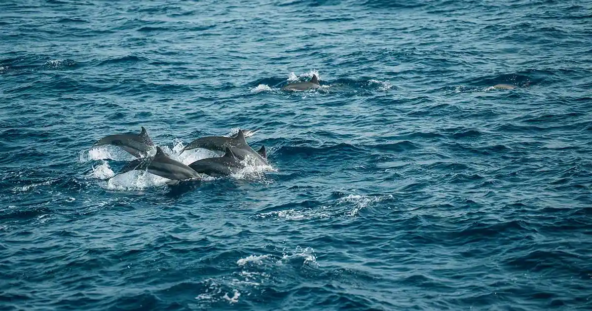 Dolphins near Mirissa